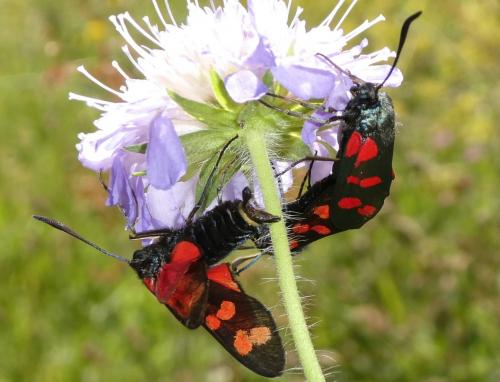 Réf. 233 401 : Zygaena filipendulae